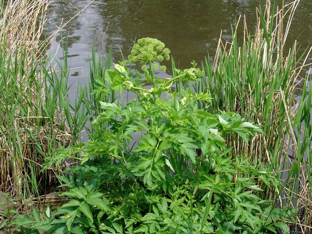 عکس سنبل ختایی Angelica archangelica 9